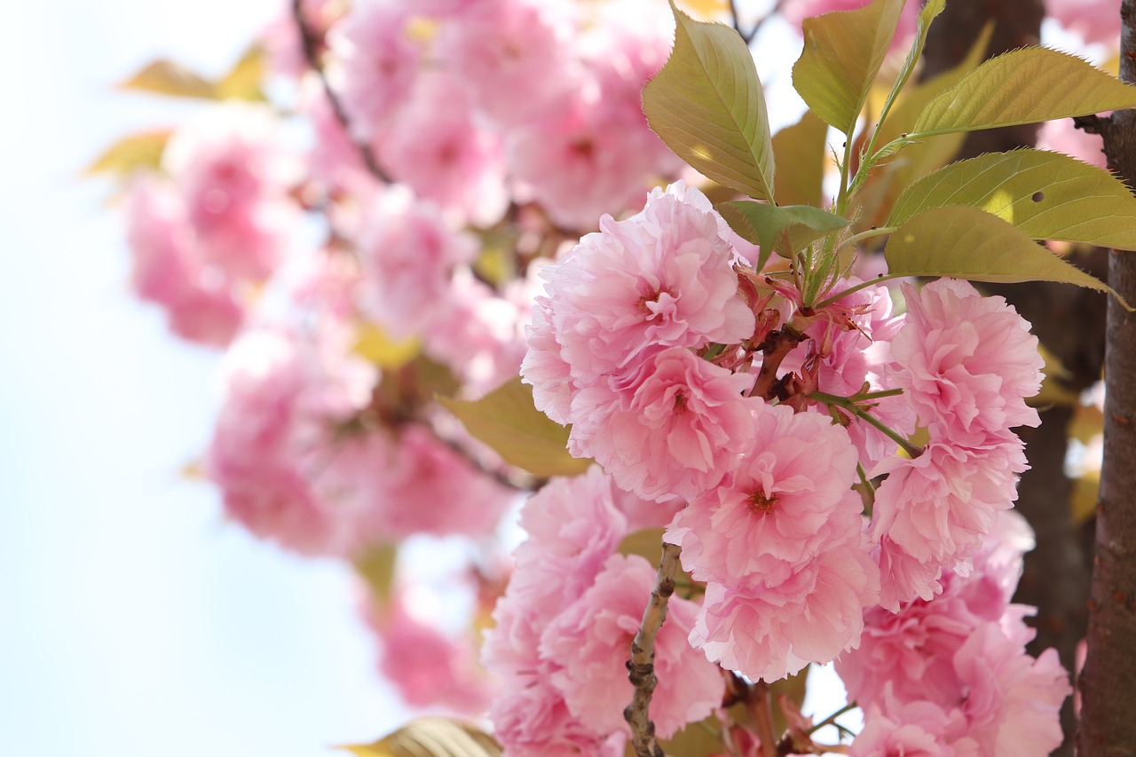 Jak wygląda proces kwitnienia wiśni w Japonii?